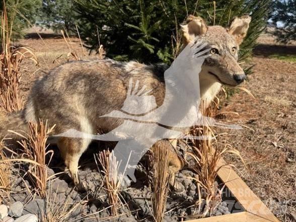 Coyote  Anlegg - Annet