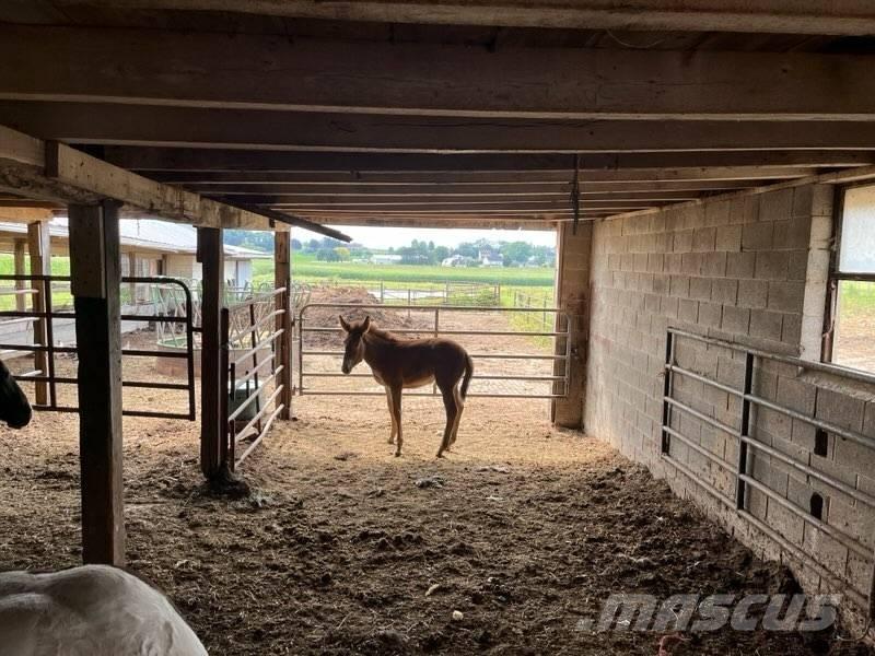  Mule Colt Livdyr annet utstyr