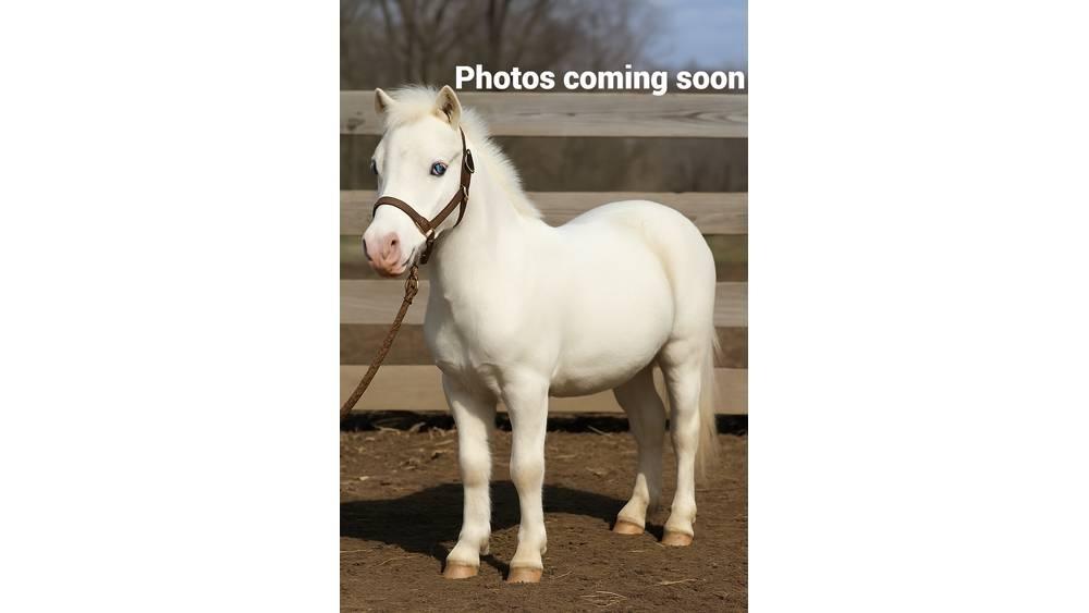  Pony 40" Melkemaskiner