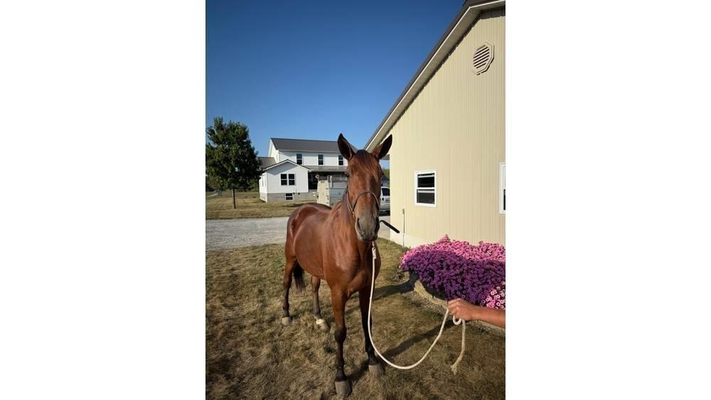  Horse Standardbred Livdyr annet utstyr