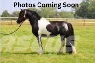  Horse Standardbred Livdyr annet utstyr