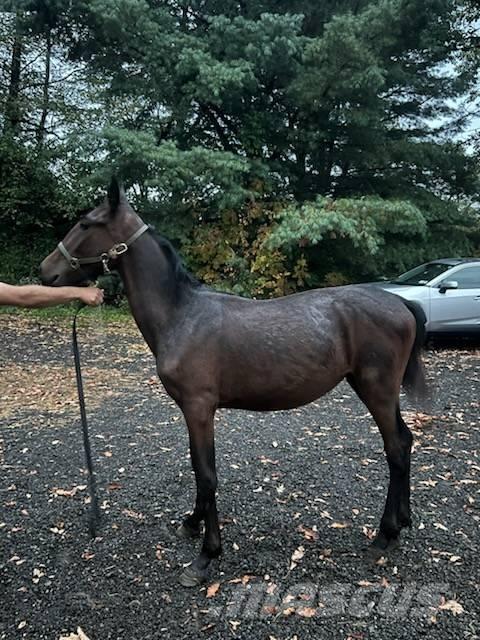  Horse Standardbred Livdyr annet utstyr