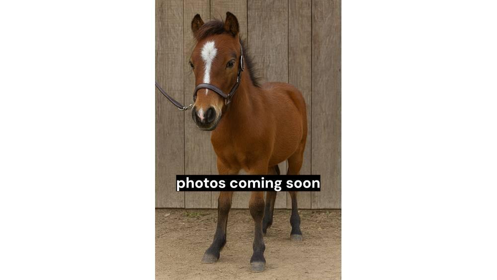  Pony 35' Melkemaskiner