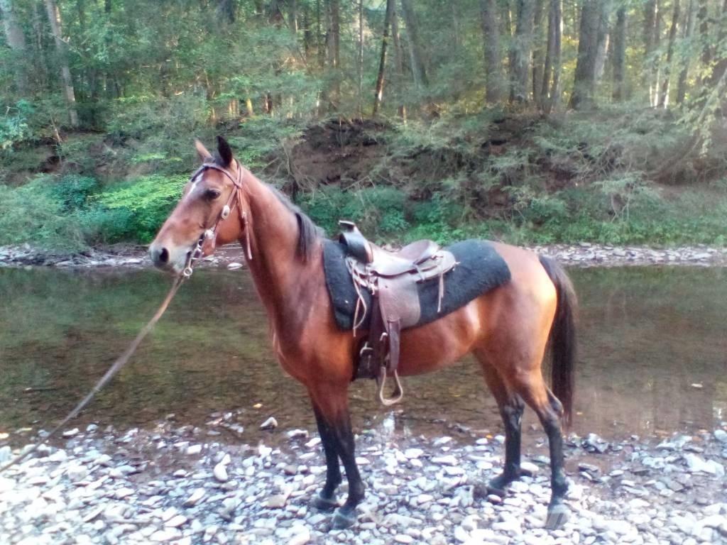 Morgan Mare Livdyr annet utstyr