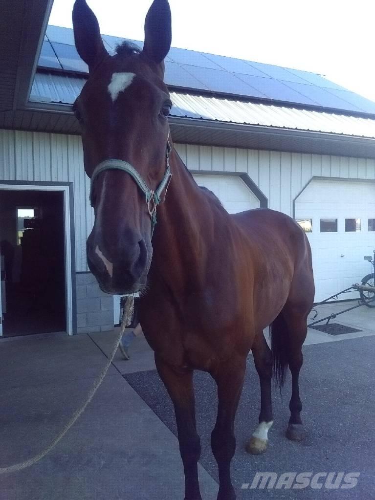  Standardbred Gelding Melkemaskiner