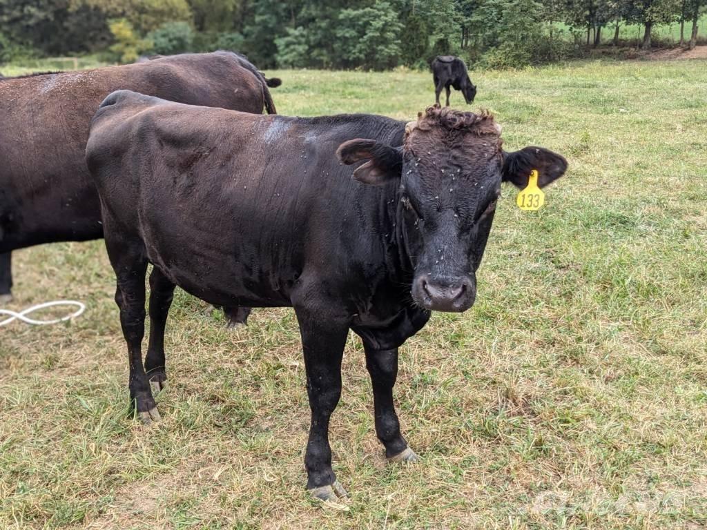 Bull (Organic Farm) Melkemaskiner