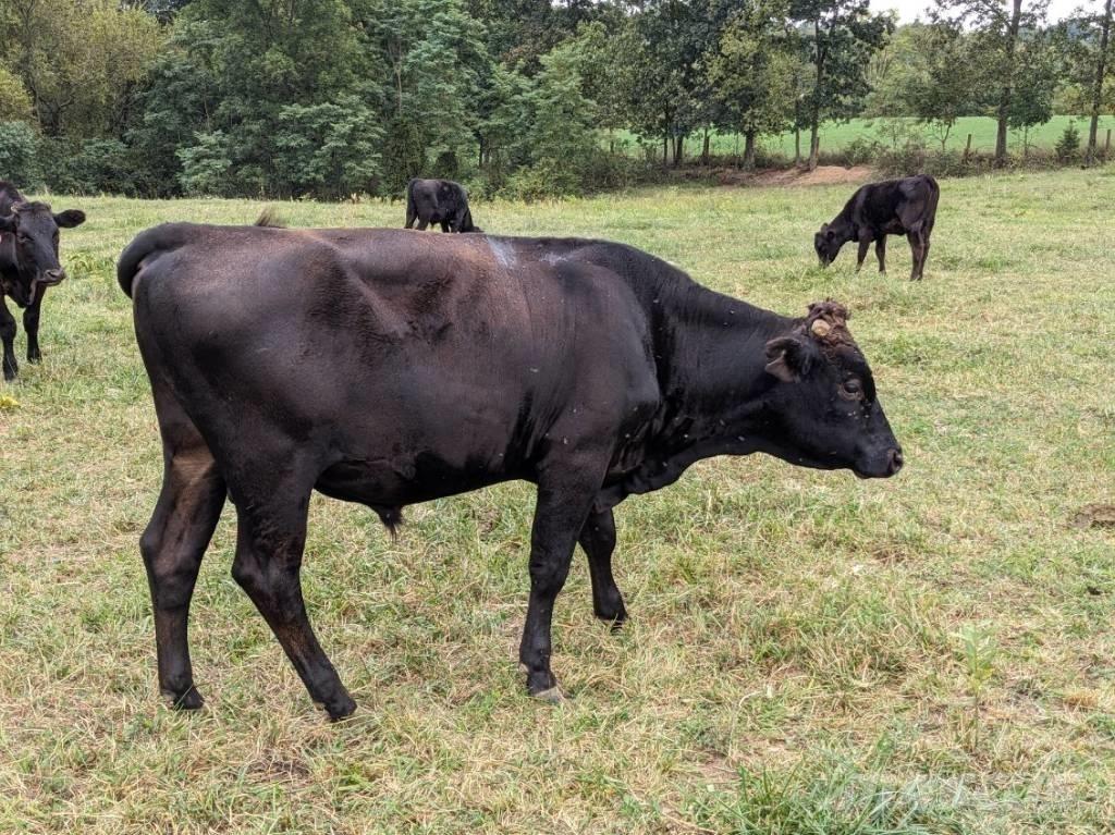 Bull (Organic Farm) Melkemaskiner