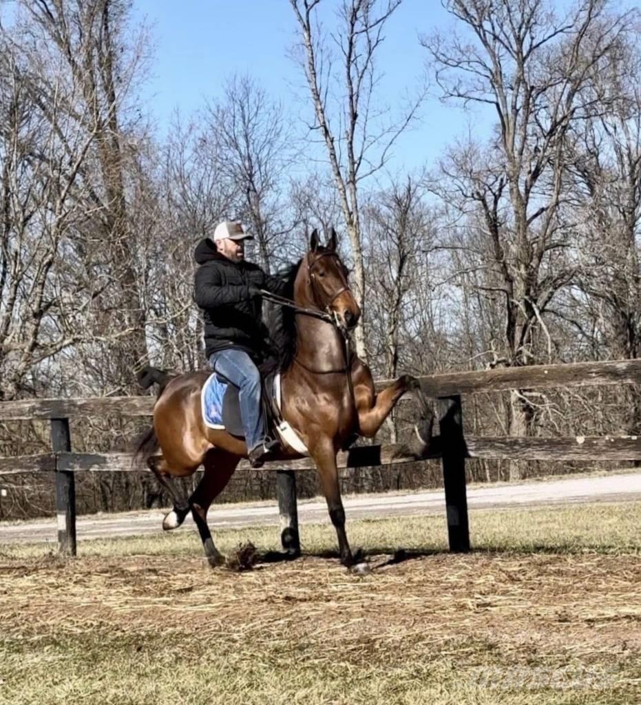  Horse Saddlebred Livdyr annet utstyr