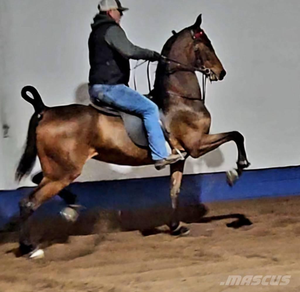  Horse Saddlebred Livdyr annet utstyr
