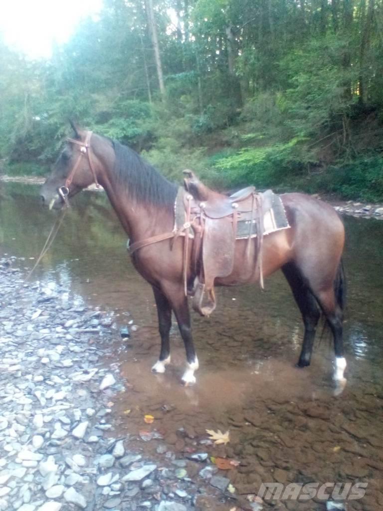  Horse Standaredbred Livdyr annet utstyr