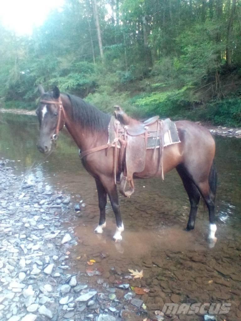  Horse Standaredbred Livdyr annet utstyr