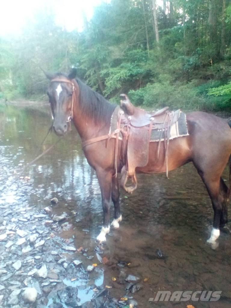  Horse Standaredbred Livdyr annet utstyr
