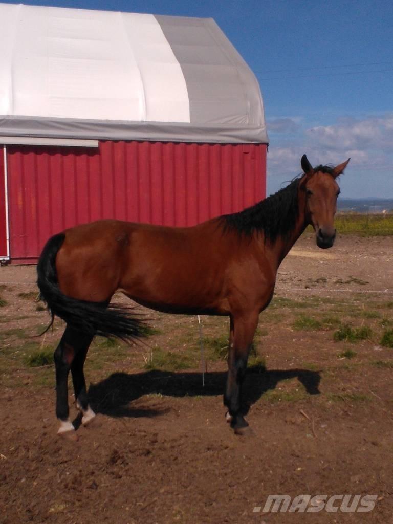  Horse Family Livdyr annet utstyr