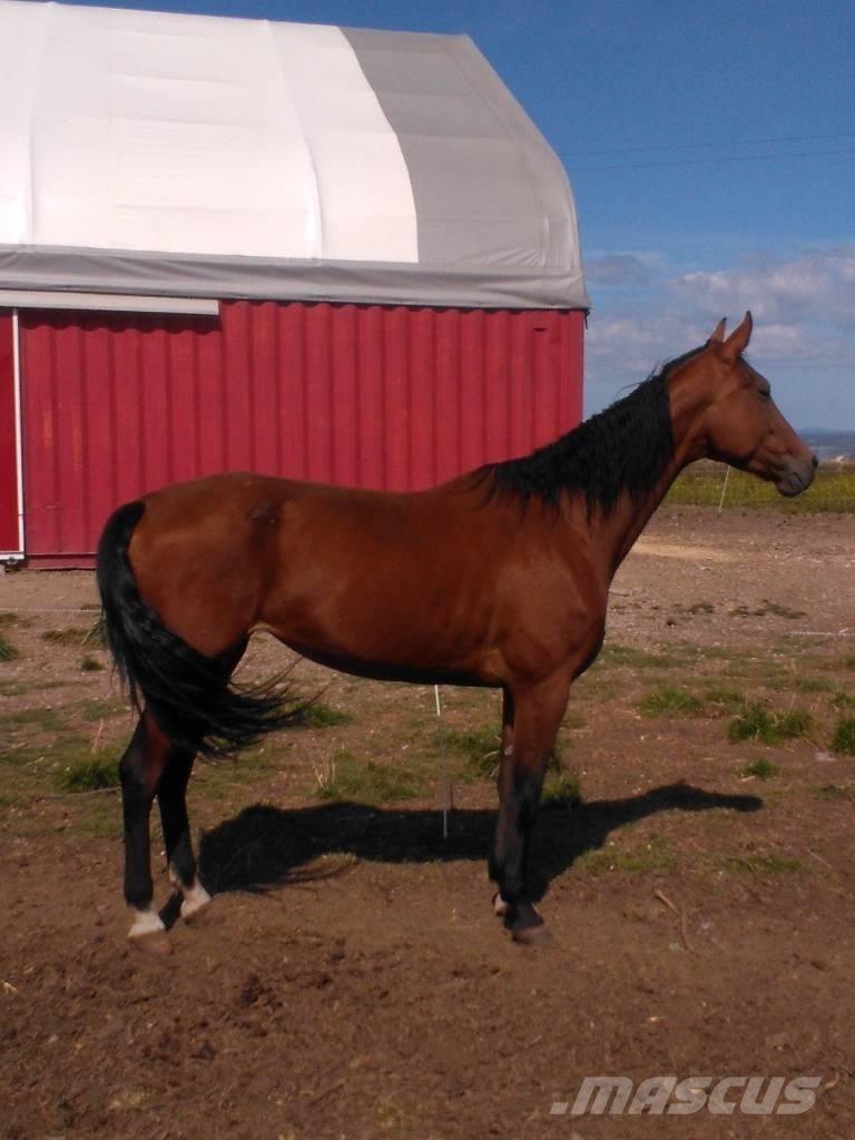  Horse Family Livdyr annet utstyr