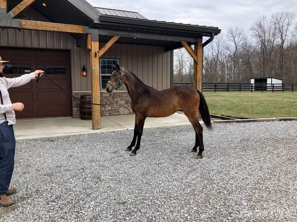 Morgan Filly Annet tilbehør