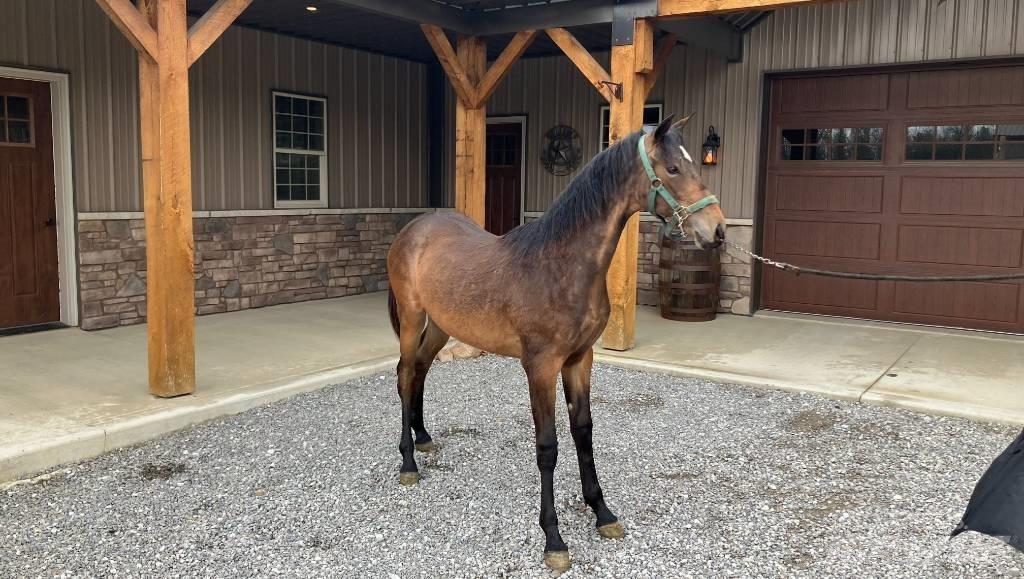Morgan Filly Annet tilbehør