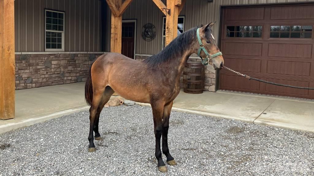 Morgan Filly Annet tilbehør