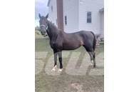  Horse Mare Livdyr annet utstyr