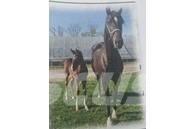  Horse Mare Livdyr annet utstyr