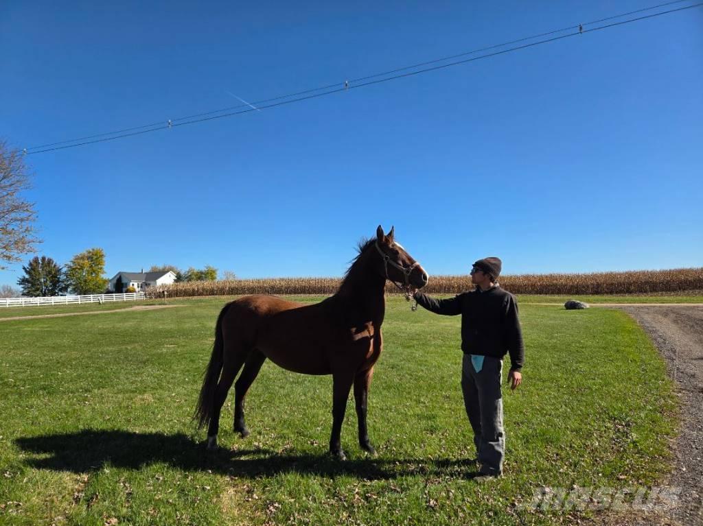  Horse Mare Livdyr annet utstyr