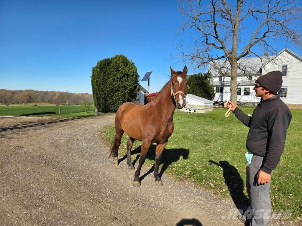  Horse Mare Livdyr annet utstyr