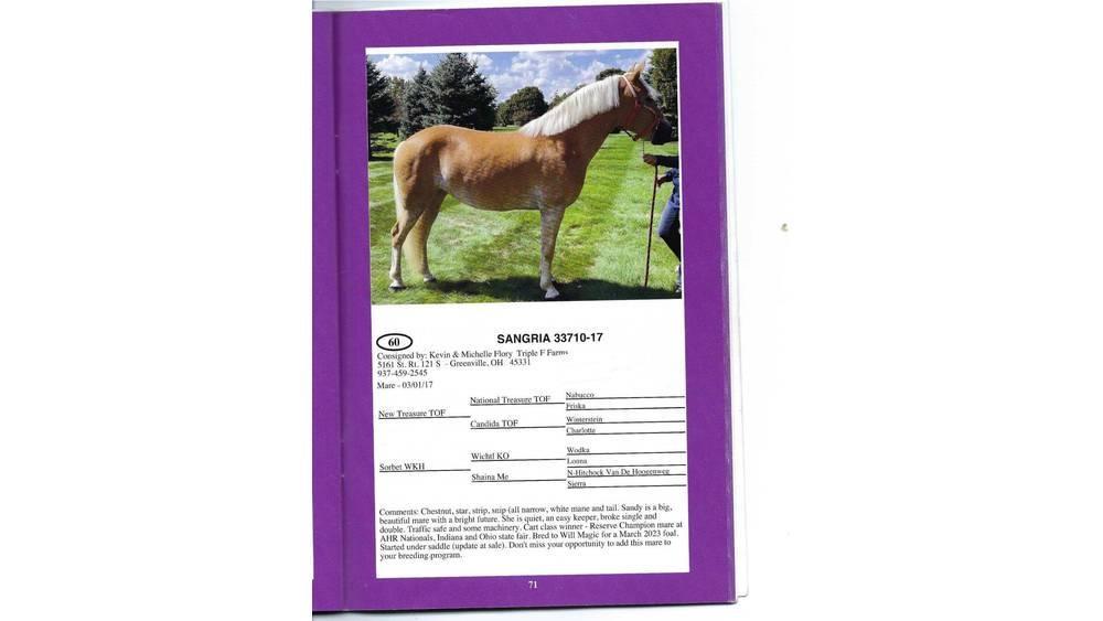  8 YO Chestnut Mare Livdyr annet utstyr