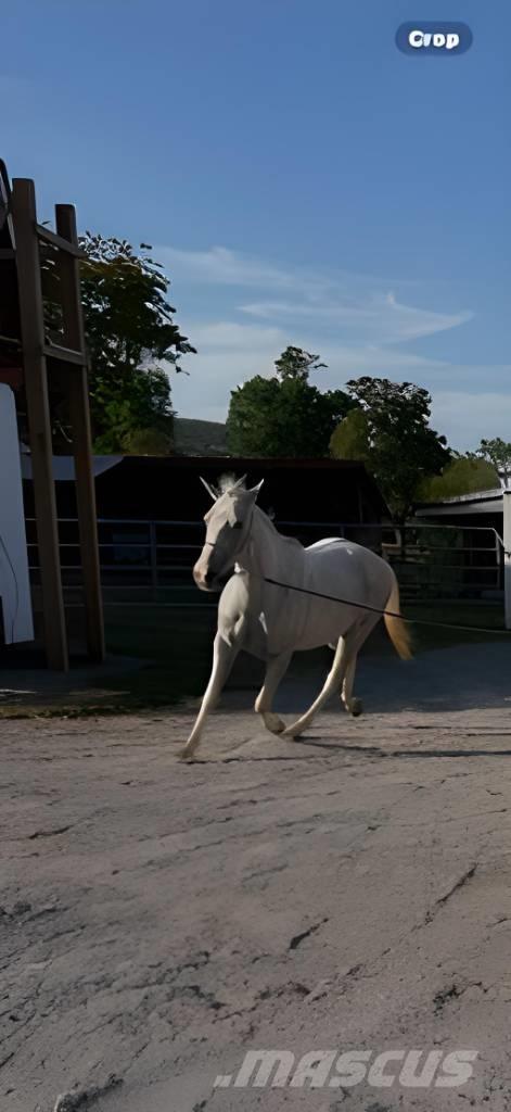  Horse Mare Livdyr annet utstyr