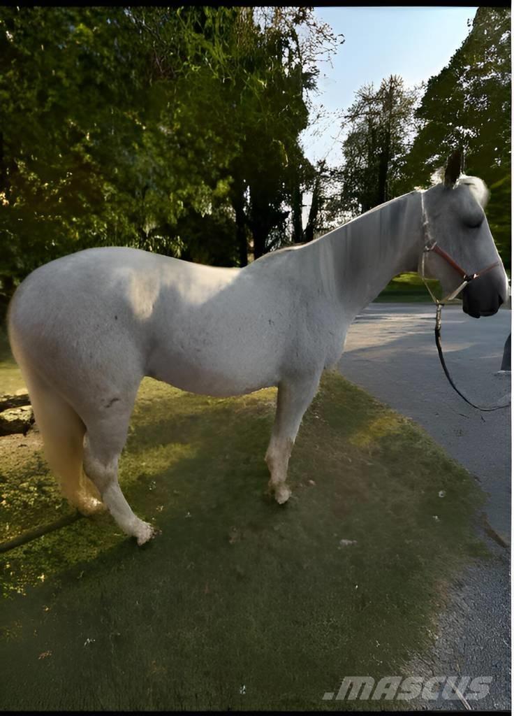  Horse Mare Livdyr annet utstyr