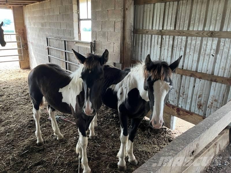  Horse Male Livdyr annet utstyr
