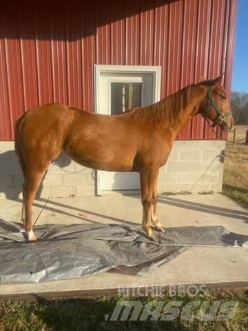  1-Year-Old Mare Anlegg - Annet