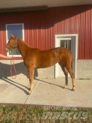  1-Year-Old Mare Anlegg - Annet