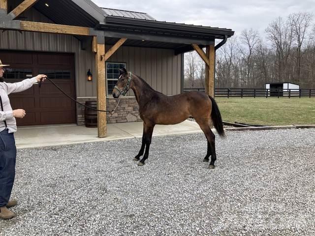 Morgan Filly Anlegg - Annet