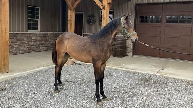 Morgan Filly Anlegg - Annet
