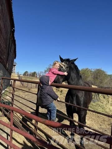  Percheron Team Anlegg - Annet